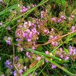 Thymus serpyllum 花