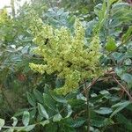 Rhus copallinumCvet