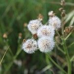 Crepis vesicaria Flower