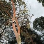 Arbutus xalapensis ᱛᱟᱦᱮᱸ