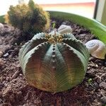 Euphorbia obesa Flower