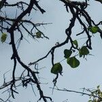 Erythrina amazonica Yaprak