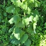 Arnoglossum atriplicifolium Leaf