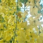 Cassia fistula花