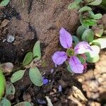 Lythrum rotundifolium फूल