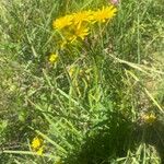 Crepis paludosa Hábito