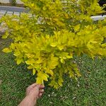 Dendrolobium umbellatum Leaf