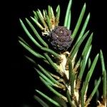 Pinus edulis Fruit