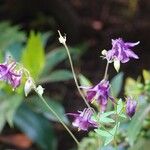 Aquilegia atrata Buveinė