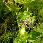 Cirsium oleraceum পাতা