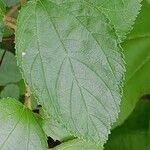 Ceanothus × delileanus