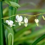 Lamprocapnos spectabilis Kvet