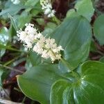 Maianthemum bifoliumBlüte