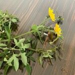 Sonchus tenerrimus Blad