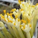Kleinia neriifolia Квітка