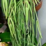 Hoya linearis Blad