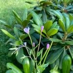 Epilobium anagallidifolium 花