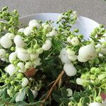 Gaultheria mucronata Συνήθη χαρακτηριστικά