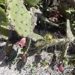 Opuntia stricta Leaf