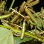 Calopogonium mucunoides Fruit