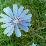 Cichorium pumilum Flower