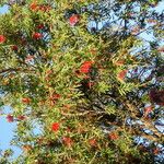 Callistemon viminalis Прочее