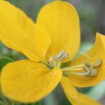 Senna skinneri Flower