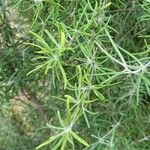 Olearia virgata Hoja