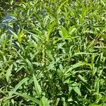 Persicaria punctata Leaf