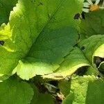 Eurybia schreberi Hoja