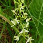 Platanthera bifolia 花