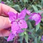 Epilobium latifolium Kwiat