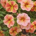 Calibrachoa parviflora花