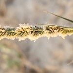 Aeluropus littoralis Fruit