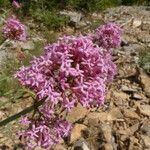 Centranthus angustifolius Характер