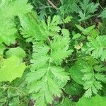 Potentilla supina Blad