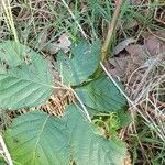 Rubus sulcatus Feuille