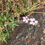 Otomeria oculata Flor