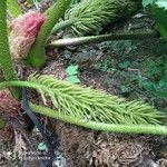 Gunnera manicata