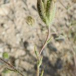 Chaenactis carphoclinia Blüte