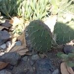 Opuntia macrorhiza Levél