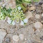 Anisosciadium orientale Fula