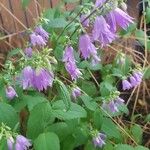 Campanula rapunculoides花