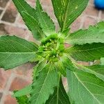 Euphorbia davidii Fruit