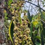 Grammatophyllum speciosum Blomst