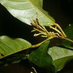 Croton schiedeanus Bark