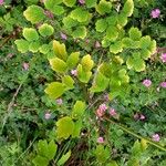 Thalictrum dioicum Folio