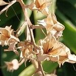 Ornithogalum candicans Fruto
