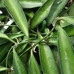 Hoya longifolia Blad