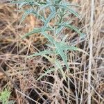 Carthamus dentatus Habit